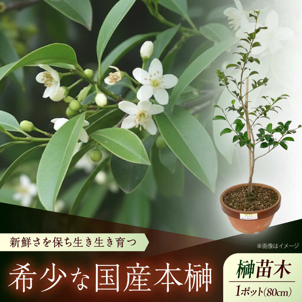 【ふるさと納税】植物 福の山・榊（サカキ） 苗木（1鉢）：80cm プランター おすすめ 人気 庭木 生垣 目隠し ガーデニング 家庭菜園 常緑樹 国産 縁起物 贈り物 ギフト プレゼント 本榊 さかき 苗木 地植え 神棚 祭壇 観葉植物 植物 広島県福山市/小林商事[BAEA005]