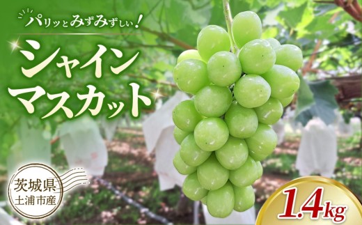 【先行予約】【数量限定】 茨城県土浦市産 シャインマスカット 1.4kg | 大きい 果物 フルーツ ぶどう ブドウ 葡萄 ギフト 贈り物 予約 旬 ※2026年9月～発送