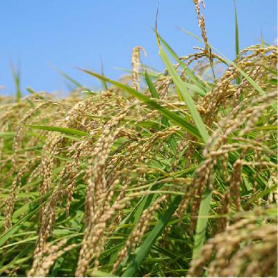 ふるさと納税 糸島市 農薬使わない栽培! 糸島産 夢つくし 5kg 米 糸島市[ABB025] |  | 03