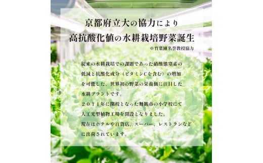 みらい乃野菜 はんなりレタス 12袋 720g