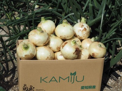 (2027年発送)【先行予約】新玉ねぎ 食べ比べ定期便 生がおいしい 神重農産のブランド玉ねぎ「旬玉」5kg×4回 ブランド玉ねぎ 玉ねぎ 新玉ねぎ 国産 愛知県産 野菜 やさい 農家直送 畑直送 旬