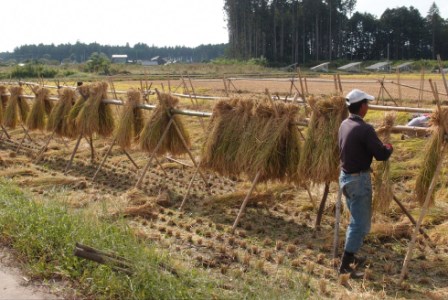 令和7年度産 那珂市産 おだかけコシヒカリ米 5kg 米 お米 白米 こめ 精米 取り寄せ 特産 ごはん ご飯 コメ お取り寄せ ギフト 贈り物 お弁当 弁当 おにぎり ふっくら ツヤツヤ 甘い 農家