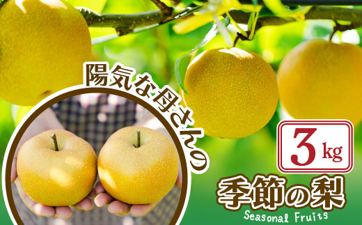 【先行予約】数量限定・期間限定【陽気な母さんの店】Ｒ8年産「季節の梨」（3kg） 50P3425【陽気な母さんの店(株)】