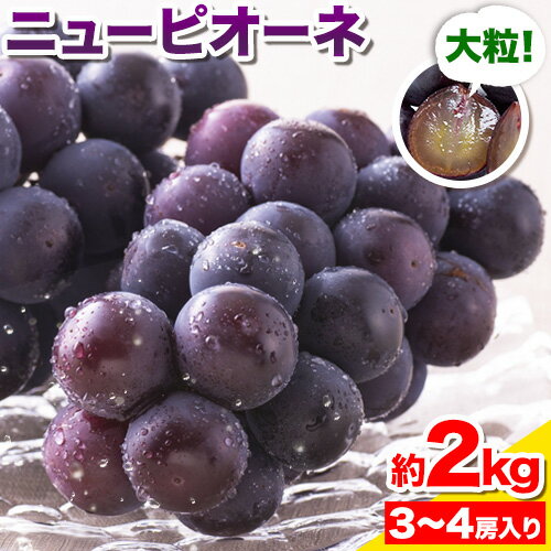 【ふるさと納税】【2026年先行予約】ぶどう ピオーネ ニューピオーネ 約2kg 3~4房 果物 スイーツ フルーツ デザート 葡萄 吉備高原の農園 幸屋 sachiya 岡山県 浅口市《9月上旬から9月中旬に発送予定(土日祝除く)》