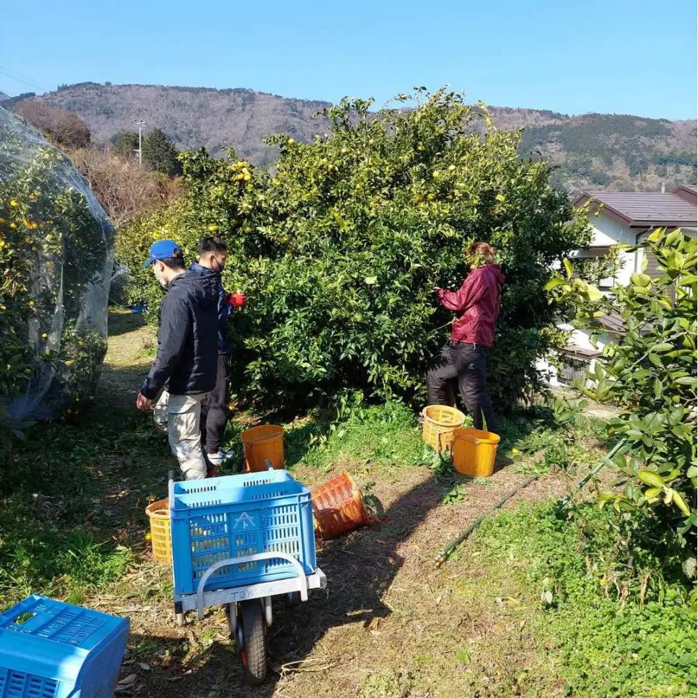 璃の香レモン(4kg)※11月中旬～順次発送 | 湯河原町 柑橘 旬 果物