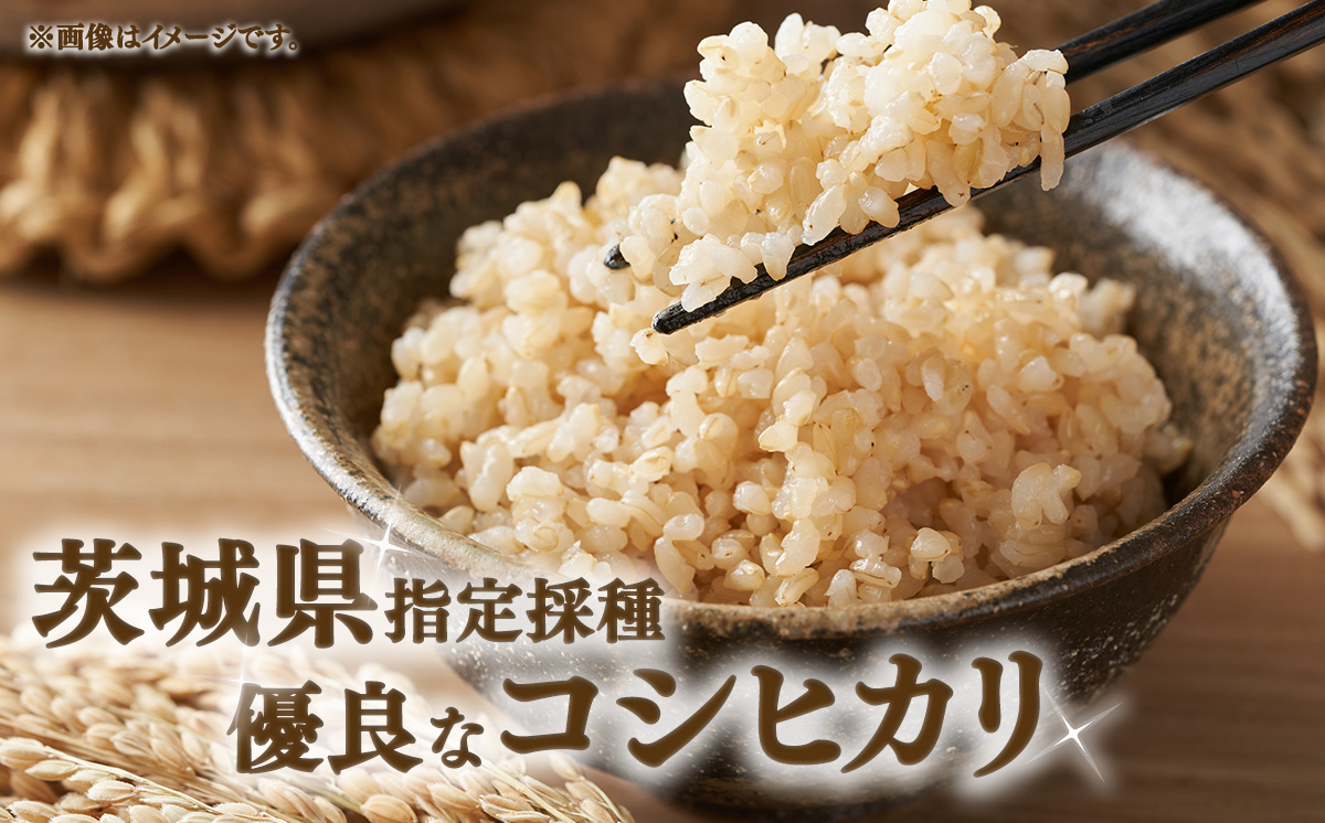 令和7年産 市左衛門農場コシヒカリ10kg (玄米)【 米 こめ こしひかり コシヒカリ ご飯 玄米 10kg 令和7年産 茨城県 つくば市 】