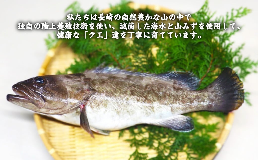 長崎の森で育てた『幻のクエ』 鍋用 約500g 2～3人前×2セット