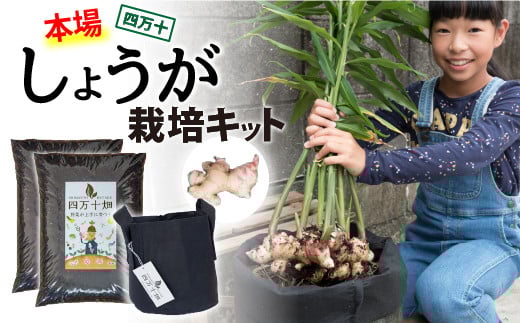 
            桜が咲いたら植えごろ！四万十町発初心者も安心のカンタン生姜栽培キット ／Fis-A02 趣味 ガーデニング 家庭菜園 園芸 ベランダ菜園 プランター 種 種子 プロ仕様の肥料 新生姜 薬味 甘酢漬け 天ぷら
          