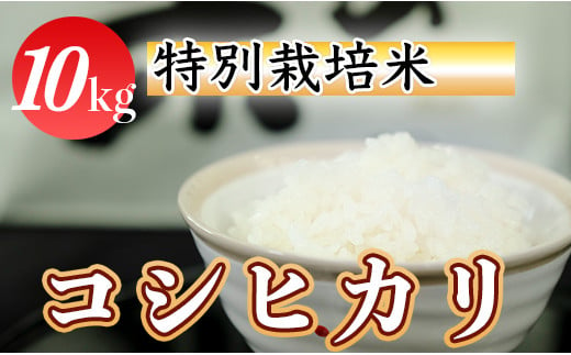 令和５年産 (精白米)　特別栽培米　こしひかり10kg