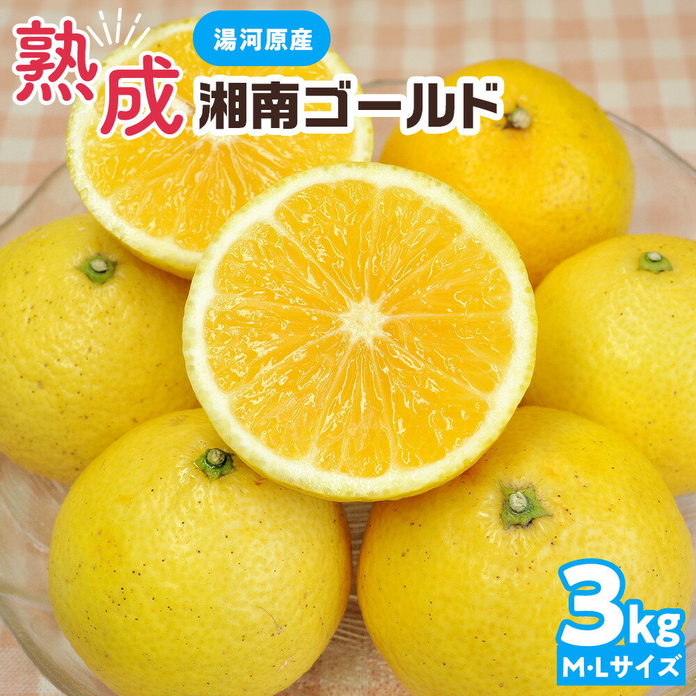 【ふるさと納税】【希少フルーツ】熟成・湘南ゴールド(L・Mサイズ)3kg　2026年3月上旬～3月中旬頃発送予定 | 湯河原町 中玉 Lサイズ Mサイズ 3kg 熟成 濃厚 地域特産品 柑橘類