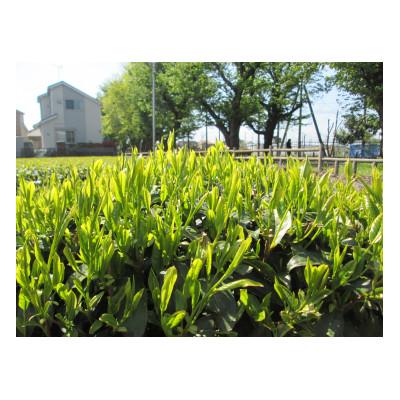 ふるさと納税 武蔵村山市 【地域ブランド】自家製東京狭山茶セット |  | 01