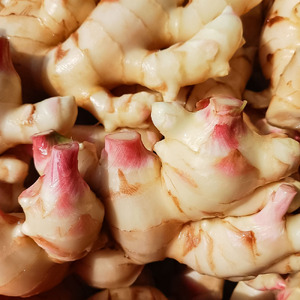 【先行受付】新生姜 4kg 水洗いのみ 生姜 生姜湯 ジンジャー しょうが ショウガ 4キロ 野菜 旬 季節限定 佃煮 甘酢漬け ジンジャーエール サラダ 新鮮 温まる 温活 冷え対策 国産 高知県 
