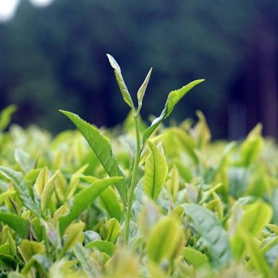 ふるさと納税 佐世保市 世知原茶「芳翠」「峰の露」詰め合わせ |  | 03