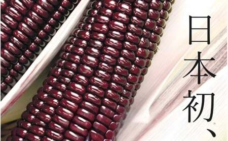 とうもろこし 先行予約 奈良県産 大和ルージュ 計30本 令和8年産 【2026年7月中旬～10月中旬順次発送】葛城市【smlk040】