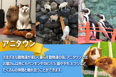 日光おさるランド＆アニタウン (日光さる軍団) ショープラン ペア入場券 [0905]