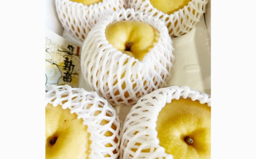 新高梨 3－6玉（合計約4kg） 化粧箱入り 【2026年9月下旬～11月上旬迄発送予定】 なし 梨 ナシ 国産 フルーツ 果物 ギフト 岡山県産