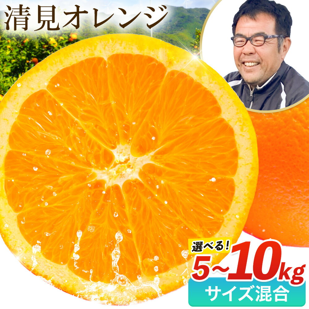 【ふるさと納税】熟成清見オレンジ 10kg 5kg どの坂果樹園《3月上旬-5月中旬頃出荷》 和歌山県 日高川町 清見オレンジ 旬 柑橘 フルーツ 果物 オレンジ 熟成
