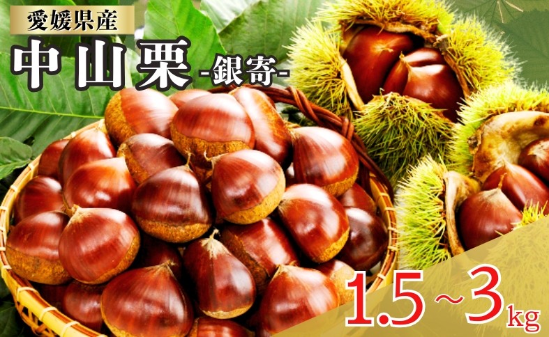 
                  中山栗 銀寄 2Lサイズ 【選べる容量】 1.5～3kg 愛媛県ブランド 栗 クリ 冷蔵便 濃厚な甘み ホクホク 焼き栗 栗ごはん 中山町 伊予市 愛媛 【2026年9月下旬から順次発送予定】
                