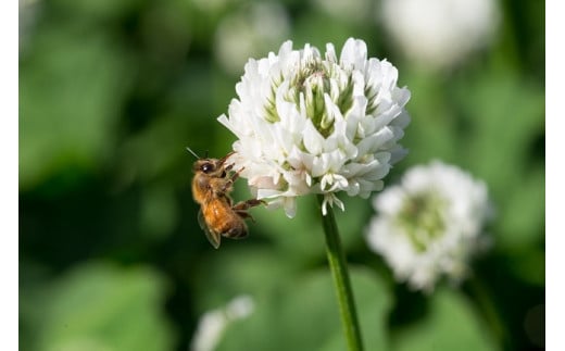 国産天然 非加熱はちみつ 230g 3本セット「春の百花」「6.18」「初夏の百花」