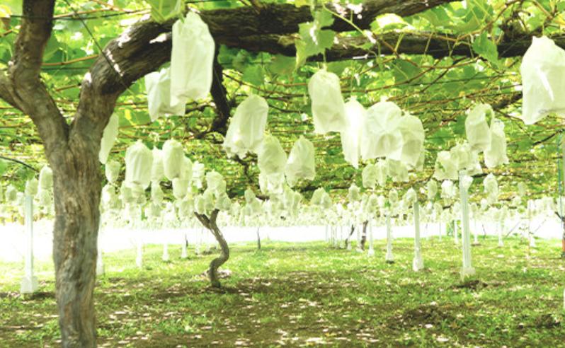 【 2026年 先行予約 】 シャインマスカット ＆ 梨 食べ比べセット シャインマスカット 2房 約1kg ＋梨 4~5玉（新高梨又は新興） 【 2026年9月中旬頃〜10月上旬発送予定 】 【 フ