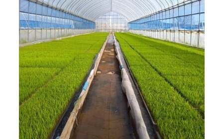 【先行予約】令和7年産雪蔵銀ぴか米 ミルキークイーン(特別栽培米) 5kg（令和7年10月14日以降発送）　【07208-0681】