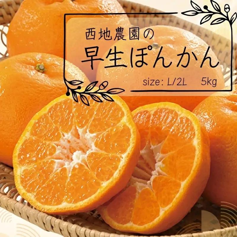 【先行予約】ぽんかん 柑橘 みかん 蜜柑 ハウス 2L L 早生 / L・2Lサイズのみ 西地農園の早生ぽんかん 5kg【2026年12月末からから順次発送】【mnd001A】