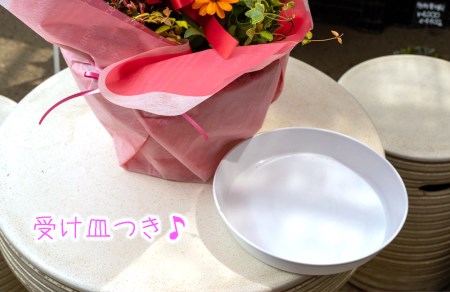 【価格改定予定】花苗 寄せ植え 季節の花 ギフト 8-9点 ガーデニング