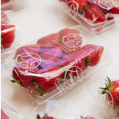 【2026年1月より順次発送予定】風早いちご園 とちおとめ レギュラー 250g×8パック【配送不可地域：離島・北海道・沖縄・中国・四国・九州】【1647794】