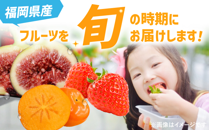 【全3回定期便】九州・福岡もぎたて フルーツ定期便 C＜一般社団法人地域商社ふるさぽ＞那珂川市 フルーツセット [GBX023]