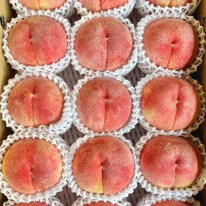 【先行予約】川中島の桃 約2kg 品種おまかせ  8月中旬～8月下旬発送予定