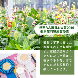 ＜数量限定＞寿峰苑特選えびね蘭(Cコース)店主のおすすめのえびね蘭の苗を4〜5本お届けいたします！【寿峰苑】【00-145-03】
