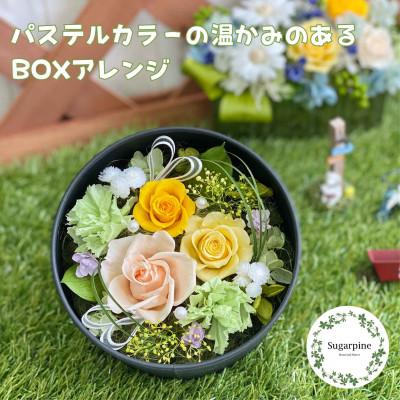 ふるさと納税 春日部市 プリザーブドフラワーアレンジ【レンツ】春日部市 シュガーパイン