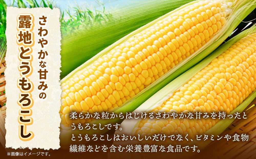 【先行予約】露地とうもろこし　合計12本　2025年8月下旬から発送開始予定 【とうもろこし 人気 北海道産 糖度 生 野菜 スイートコーン 産地直送 バーベキュー BBQ コーン 旬 お取り寄せ 旭