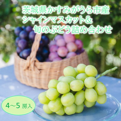 【ふるさと納税】かすみがうら市産シャインマスカット&旬のぶどう詰め合わせ　合計4～5房【配送不可地域：離島・沖縄県】【1477662】