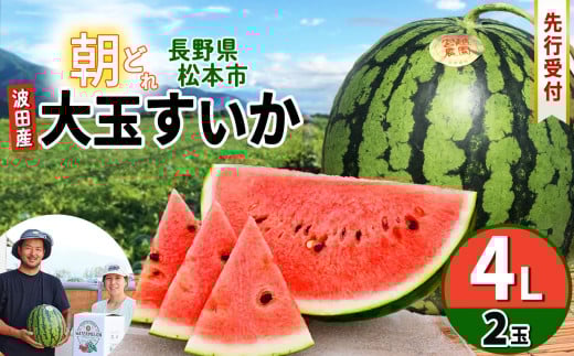 松本市 波田産 大玉すいか 2玉入り（４L９kg～11kg）×２│ 信州 松本市 長野県 西瓜 すいか 果物 スイカ 新鮮 果汁 ジューシー 大きい フルーツ くだもの ふるーつ