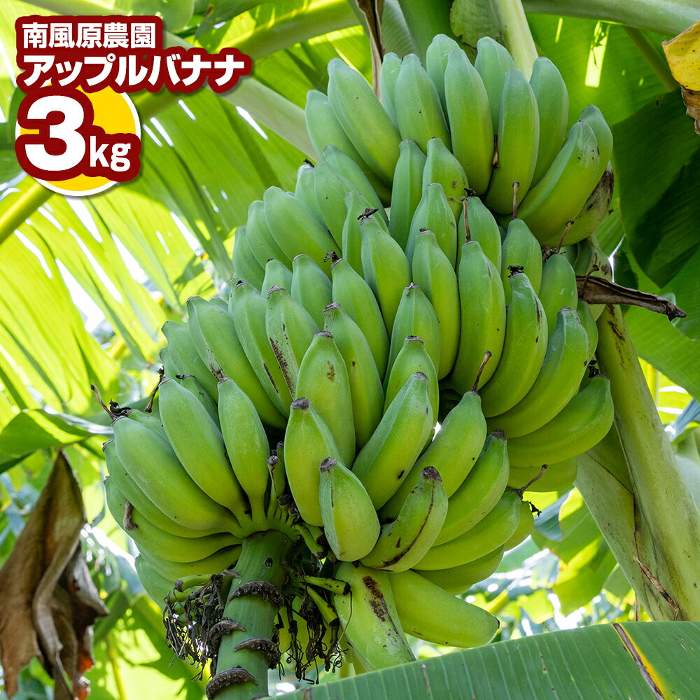 【ふるさと納税】南風原農園　アップルバナナ　3kg