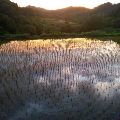 ふるさと納税 十日町市 魚沼コシヒカリ十日町産:10kg/甘みもっちり/農薬成分5割以上減(※栽培期間中地域慣行比) |  | 03