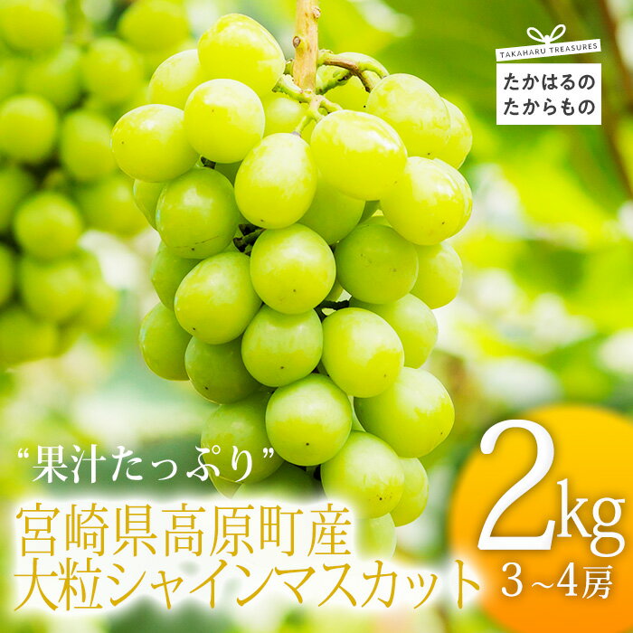 【ふるさと納税】先行受付 期間限定 日本一太陽を浴びて育った宮崎の大粒シャインマスカット 約2kg 3〜4房 新田果樹園 霧島天然水 ハリのある一粒 果汁たっぷり 種なし ぶどう 葡萄 果物 人気 ギフト 贈答 旬の味 高原町 産直 送料無料 故郷納税 20000円 2万円 マスカット