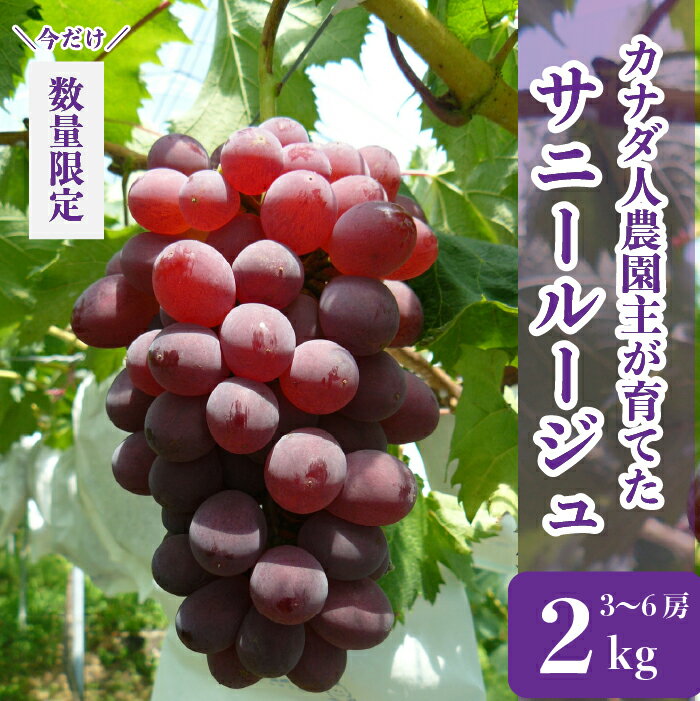 【ふるさと納税】サニールージュ 約2kg(3～6房)【先行予約・数量限定】カナダ人農園主 ぶどう ブドウ フルーツ 果物 くだもの 産地直送 世羅 ラピアビンヤード【2025年8月下旬以降順次発送】A021-11