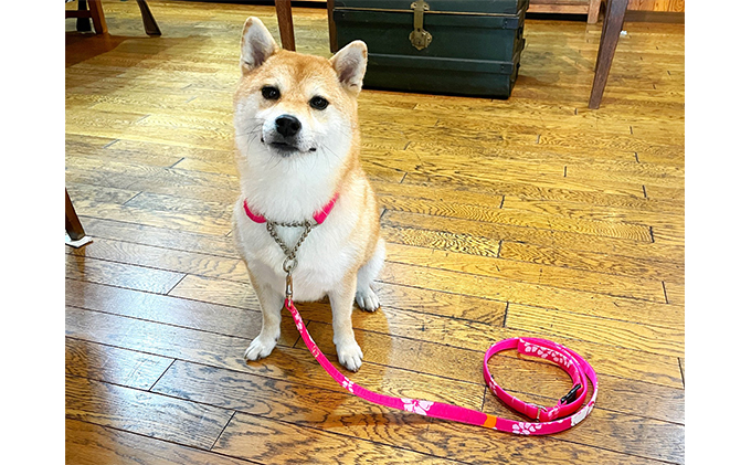 
                  【中型犬用・Mサイズ】ハーフチョークカラーとリードのセット(アロハピンク) 雑貨 日用品 ペット用品  [№5786-3992]
                