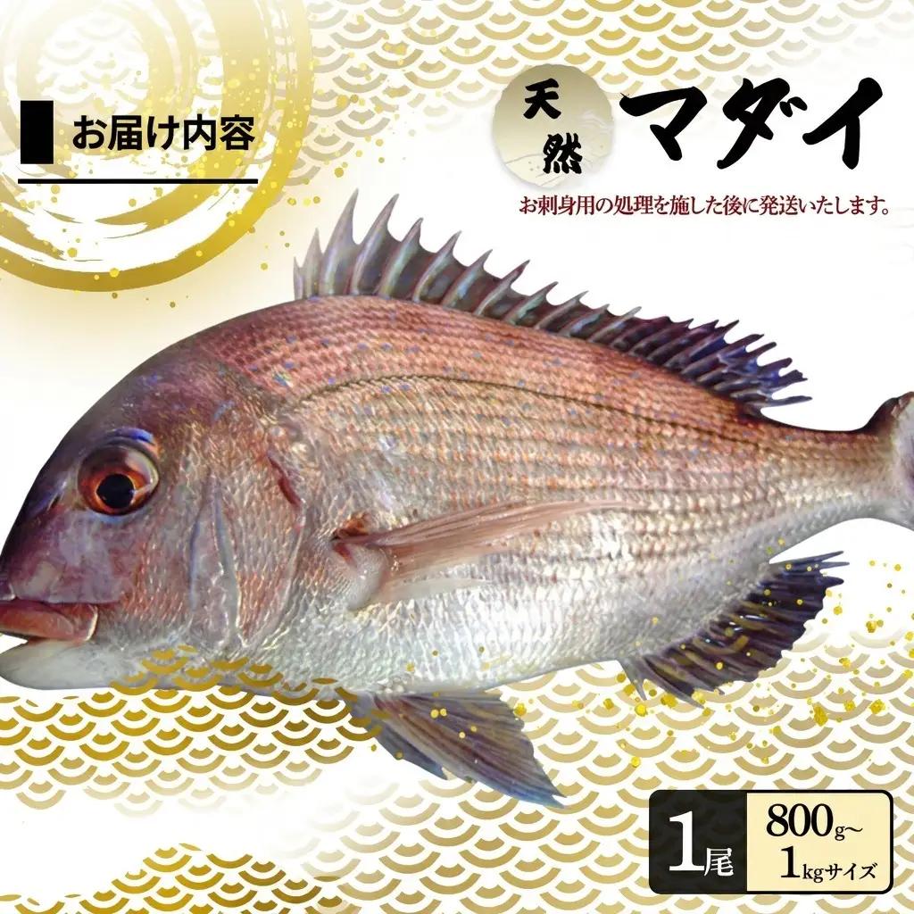 真鯛 淡路島産 天然 刺身 3人前 真鯛