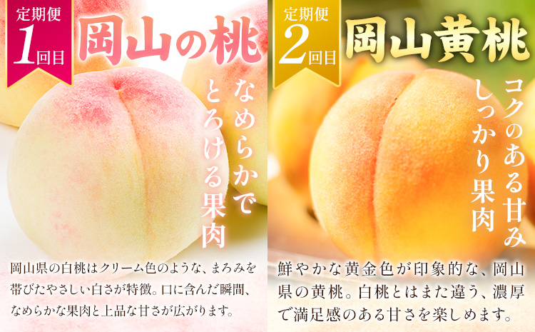 フルーツ 定期便 全5回 岡山県の 贅沢 フルーツ定期便 白桃 黄桃 ニューピオーネ シャインマスカット 梨《2026年7月-2027年12月末頃出荷》岡山県 矢掛町 送料無料 果物 フルーツ 旬 も