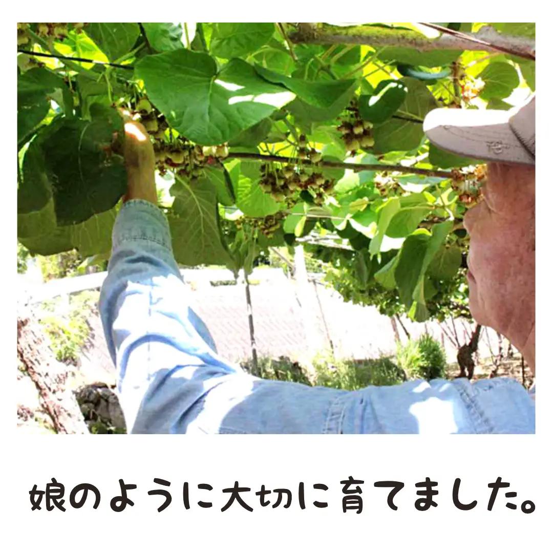 【先行予約】2026年冬発送　ゴールドキウイ/グリーンキウイ　セット　3kg　27～30個