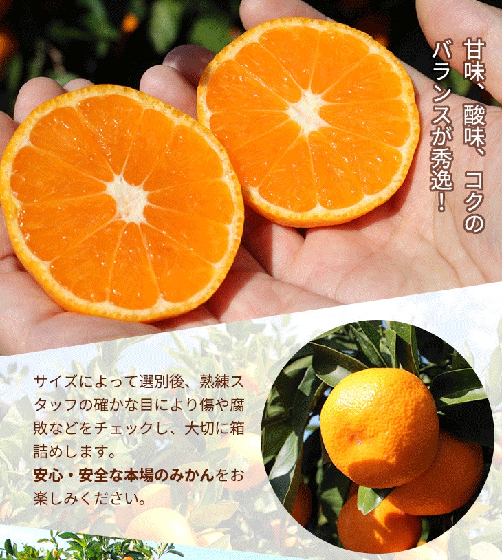 ＼光センサー選別／こだわりの完熟有田みかん 10kg＋250g(傷み補償分) 【ご家庭用】サイズ混合 有機質肥料100%◆ ｜ ふるさと納税 みかん ※2025年11月中旬～2026年1月上旬頃に順次発送予定 ※北海道・沖縄・離島への配送不可