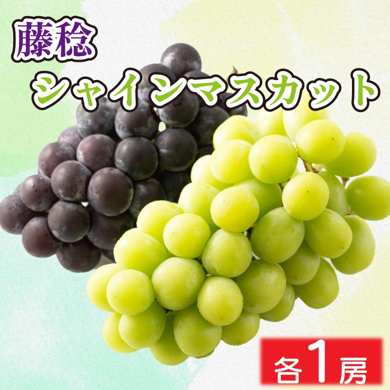 
                  シャインマスカット 藤稔 ぶどう セット 約1kg 各1房 ＜出荷時期：2026年8月中旬～8月下旬頃＞ フルーツ 果物 葡萄 詰め合わせ 徳島県 阿波市
                