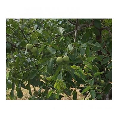 ふるさと納税 長野県 信濃くるみ【長野県東御市産ブランド】1kg(大粒) 殻付き 令和7年産 新物【国産】 |  | 02