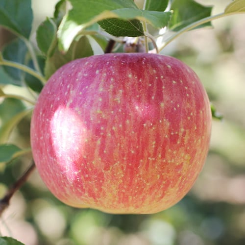 
            りんごの一番手! 長野県産 りんご(サンつがる)約5kg 秀品〈2025年9月上旬～9月中旬発送〉| 果物 くだもの フルーツ りんご 林檎 リンゴ 長野県 信州 南信州 飯田市
          