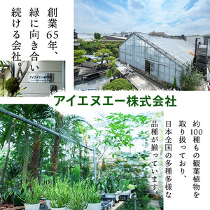 【m24-15-C】＜観葉植物＞パキラ(7号) (陶器鉢モダンマット釉(ブラック))・受け皿付) 【アイエヌエー】