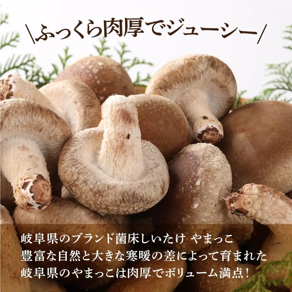 先行予約【期間限定】（2026年11月から順次発送）菌床生椎茸　詰め合わせ 1.2kg 椎茸  生しいたけ 【71-3】