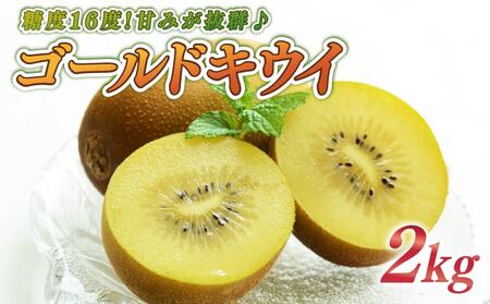 キウイ 2kg フルーツ 果物 スイーツ ゴールド キウイ きうい ゴールド キウイ 産地直送 くだもの デザート ギフト プレゼント 贈答 国産 落合農園 静岡県 牧之原市